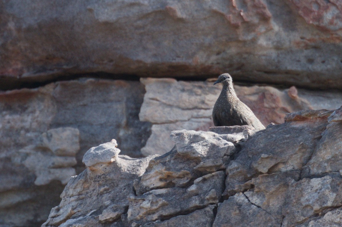 Chestnut-quilled Rock-Pigeon - ML642104216