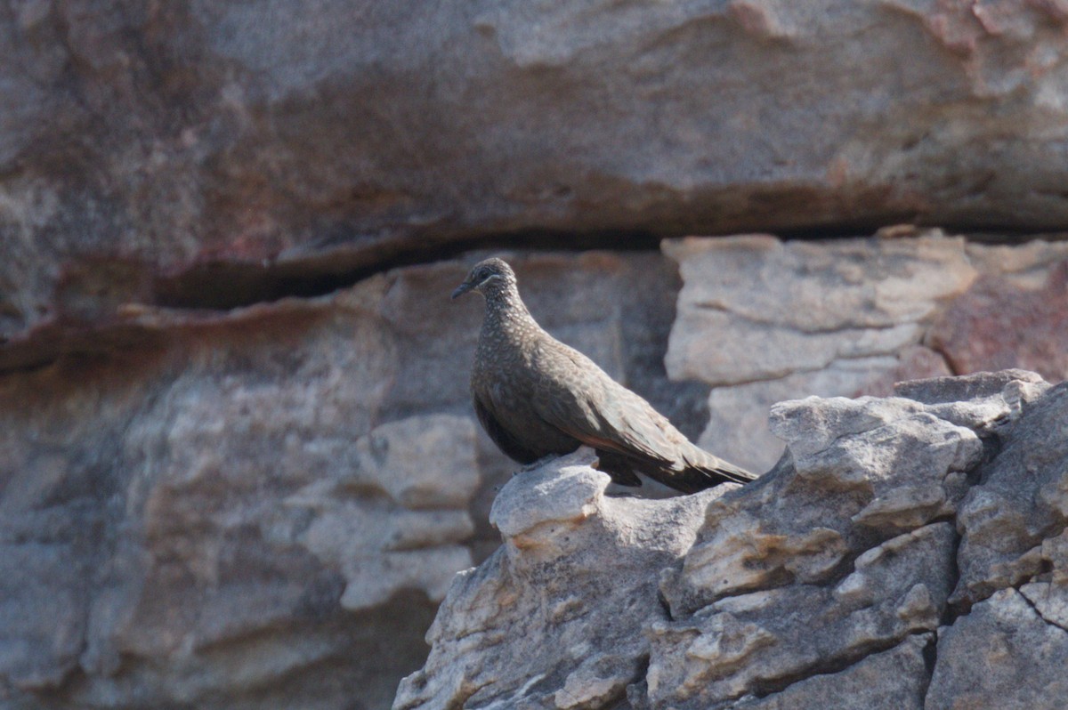 Chestnut-quilled Rock-Pigeon - ML642104217