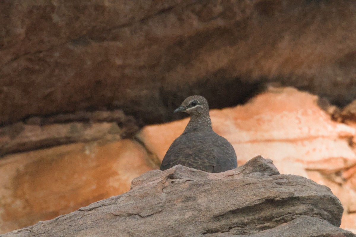 Chestnut-quilled Rock-Pigeon - ML642104218