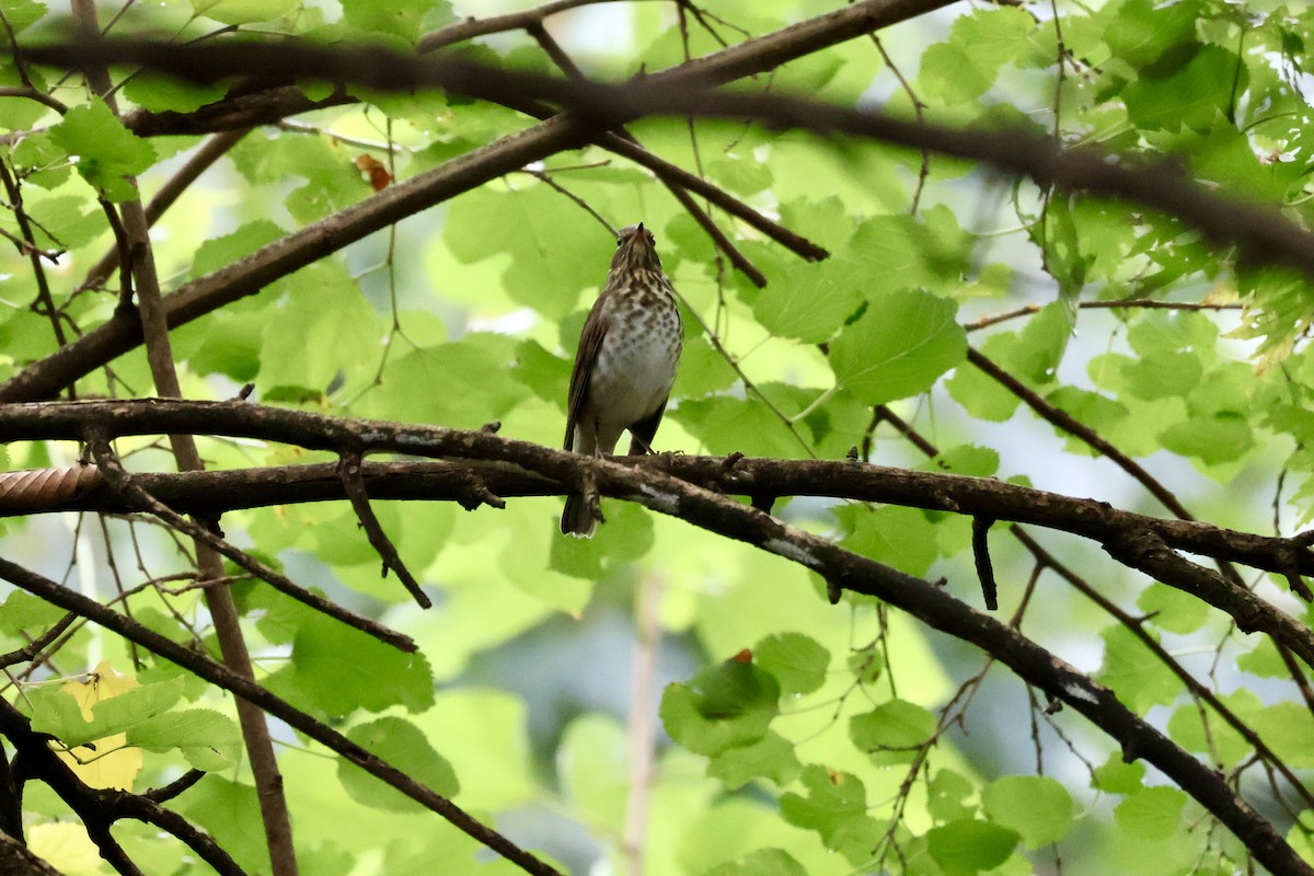 Swainson's Thrush - ML642104220