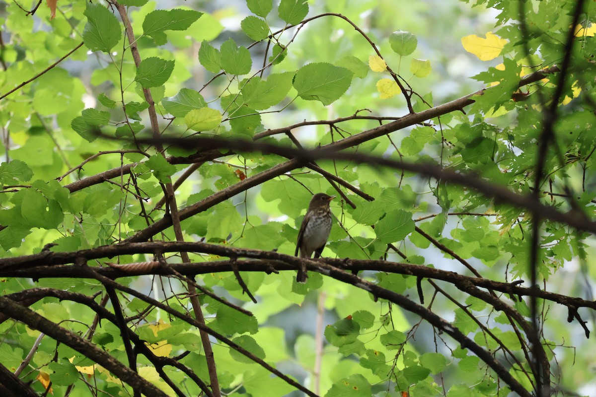 Swainson's Thrush - ML642104221