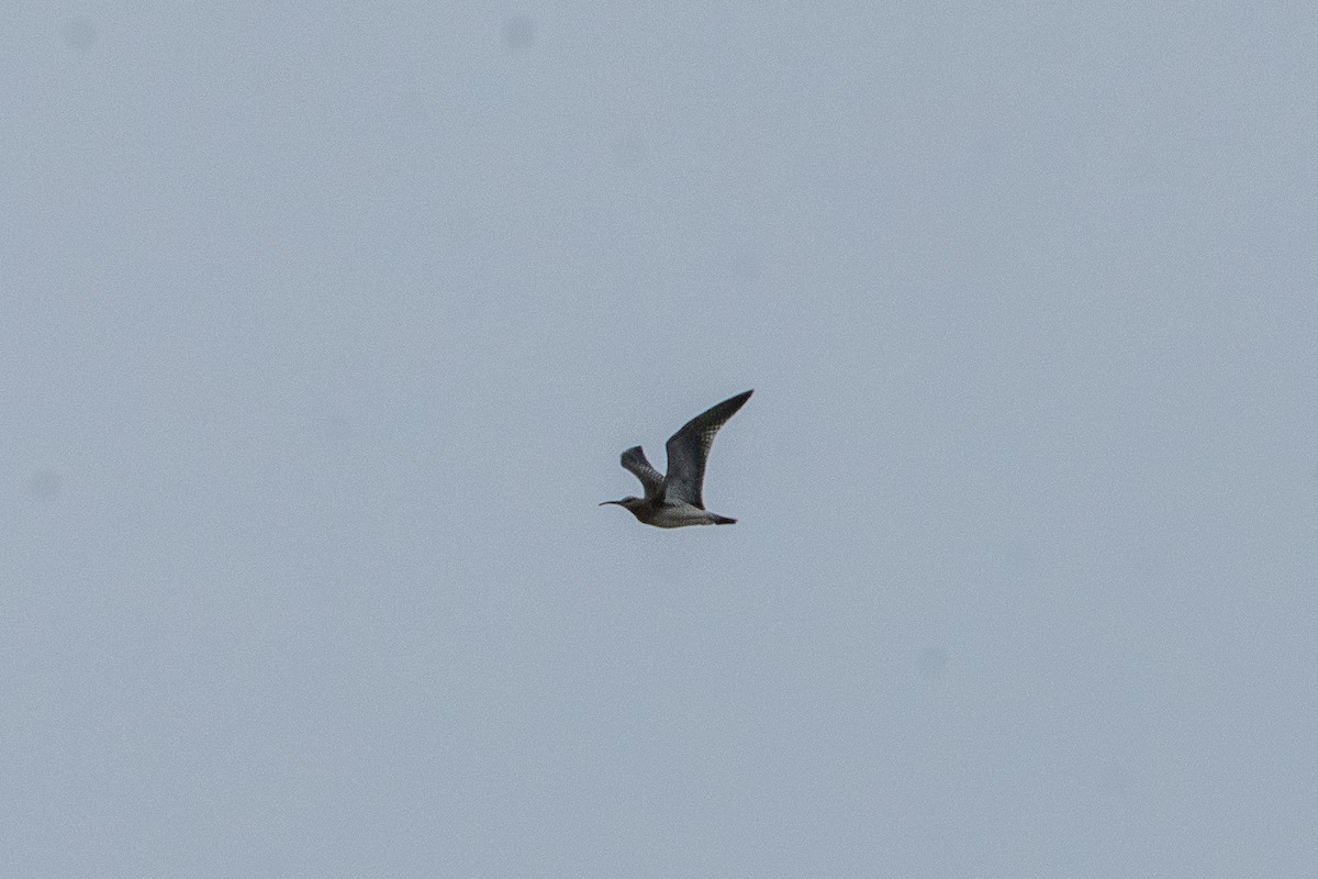 Whimbrel - ML642104222