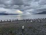 Gentoo Penguin - ML642104224
