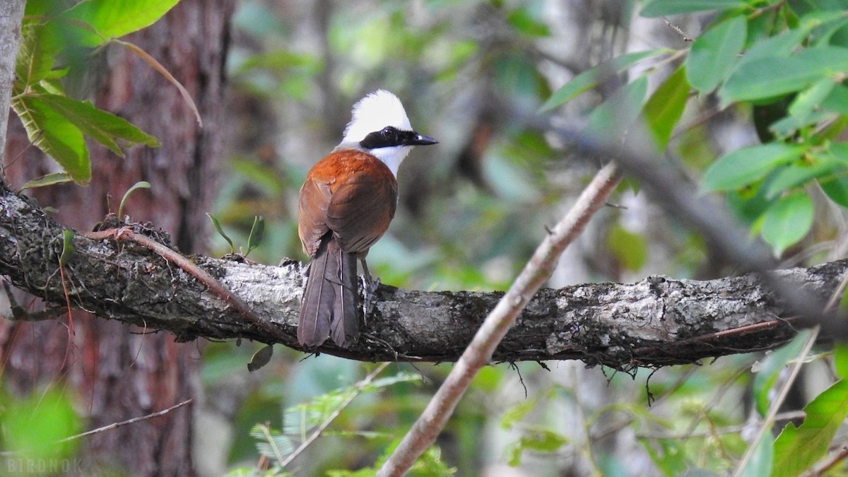 White-crested Laughingthrush - ML642104226