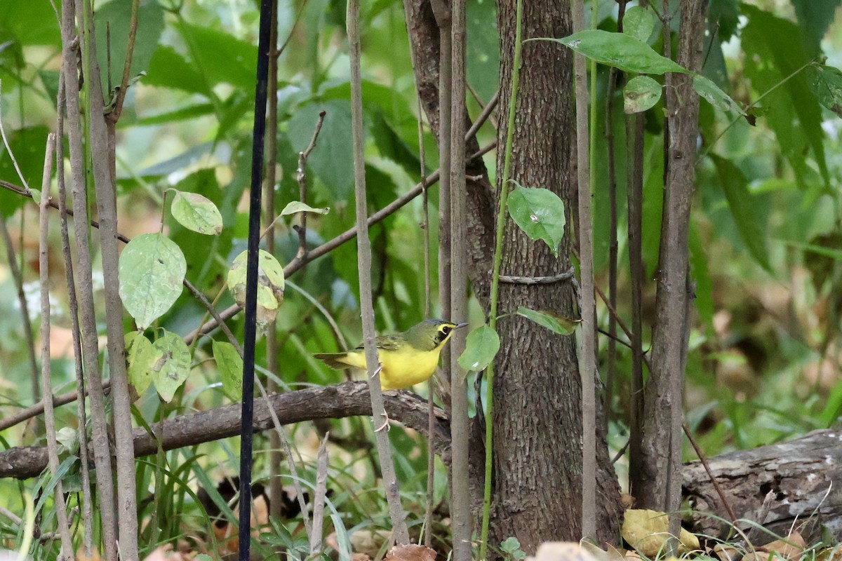 Kentucky Warbler - ML642104227