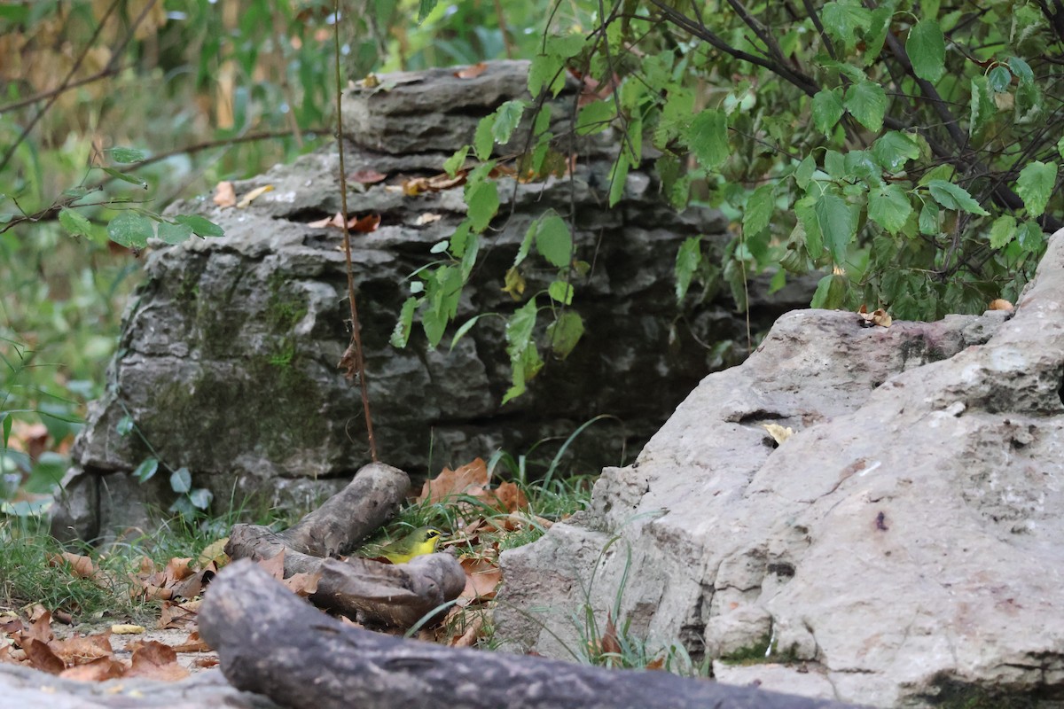 Kentucky Warbler - ML642104228