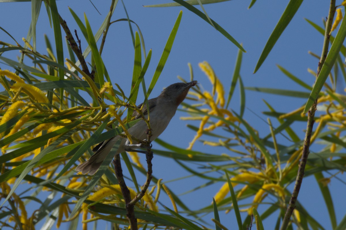 Rufous-throated Honeyeater - ML642104230