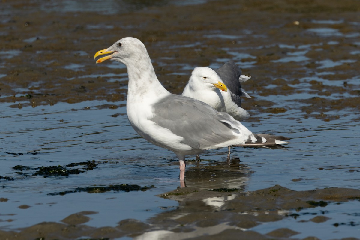 Western x Glaucous-winged Gull (hybrid) - ML642104232