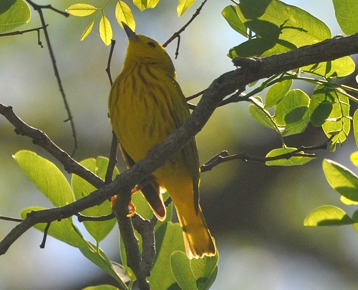 Yellow Warbler (Northern) - ML642104244