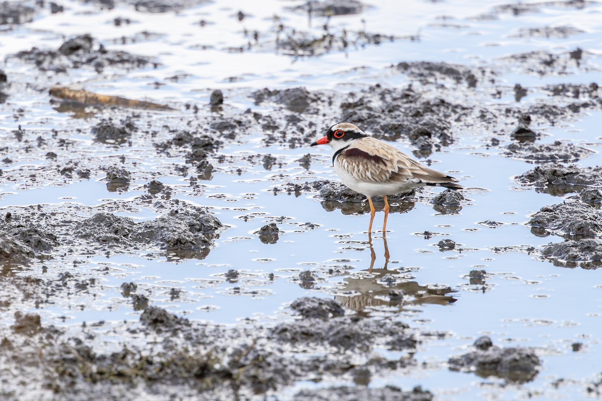 Black-fronted Dotterel - ML642104252