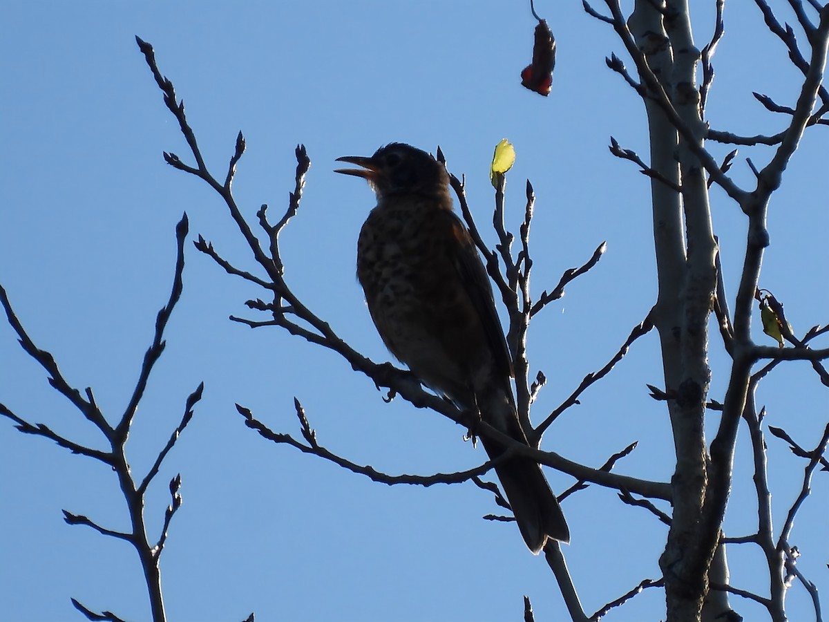 American Robin - ML642104272