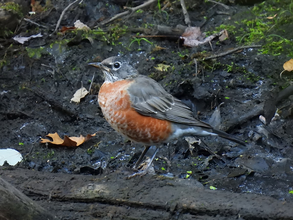 American Robin - ML642104273