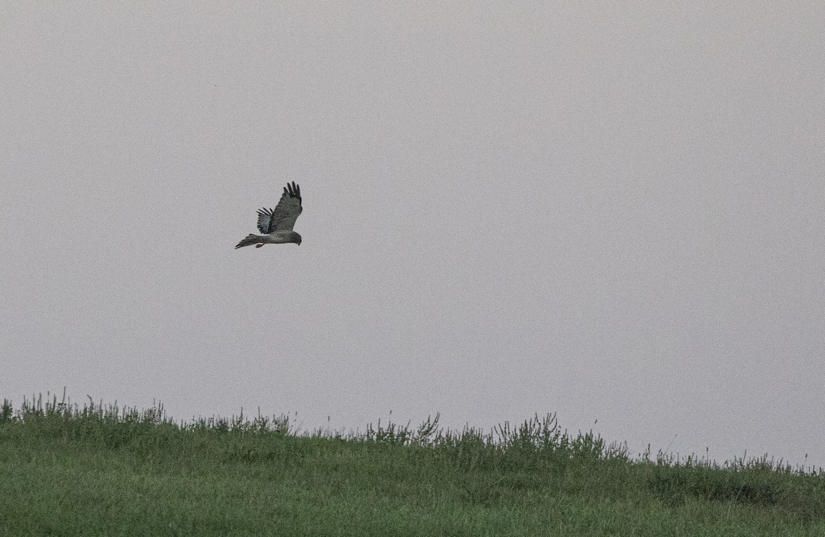 Northern Harrier - ML642104289