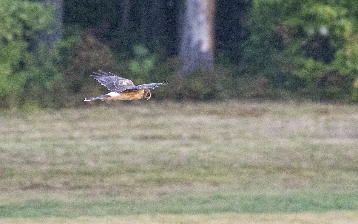 Northern Harrier - ML642104294