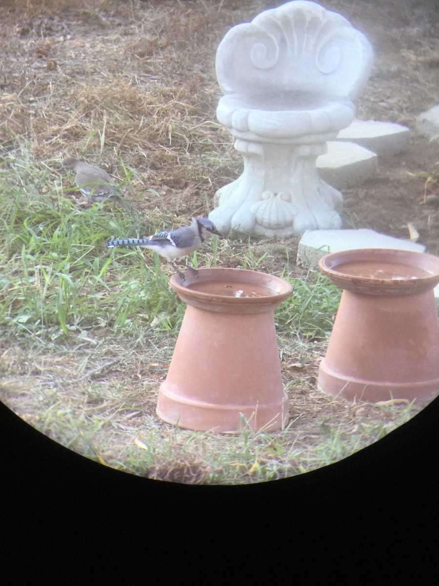 Blue Jay - ML642104301