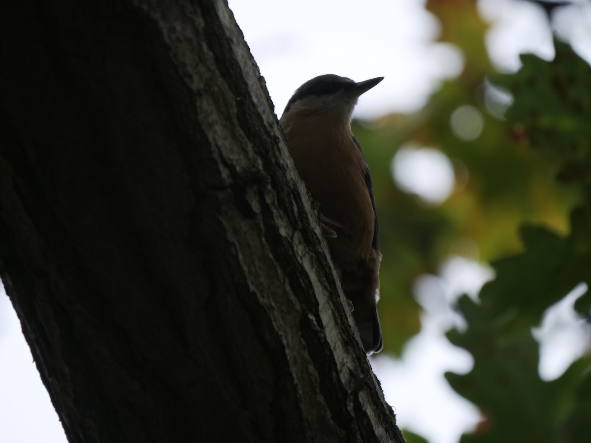 Eurasian Nuthatch - ML642104302