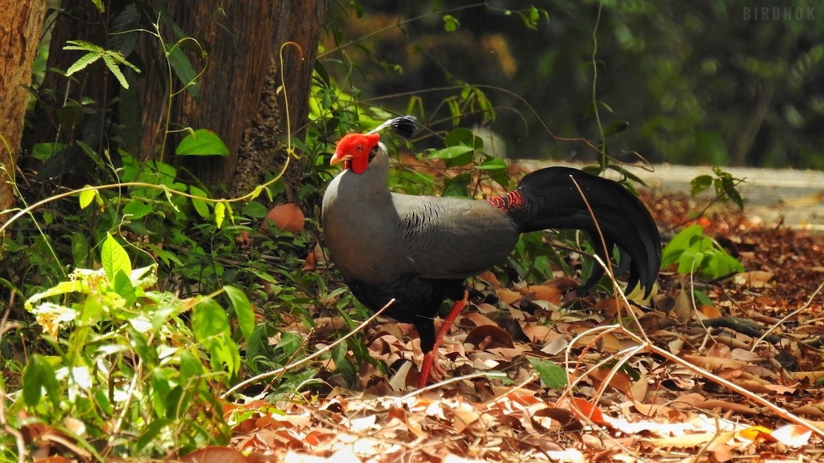 Siamese Fireback - ML642104317