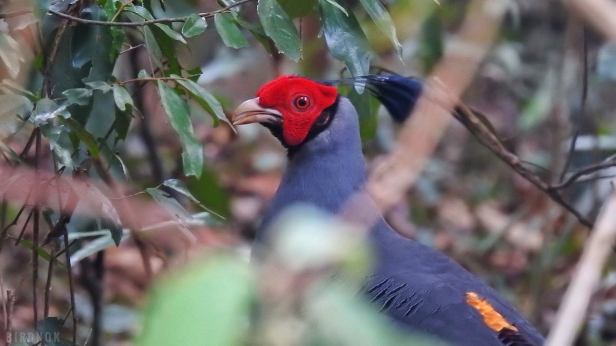 Siamese Fireback - ML642104318