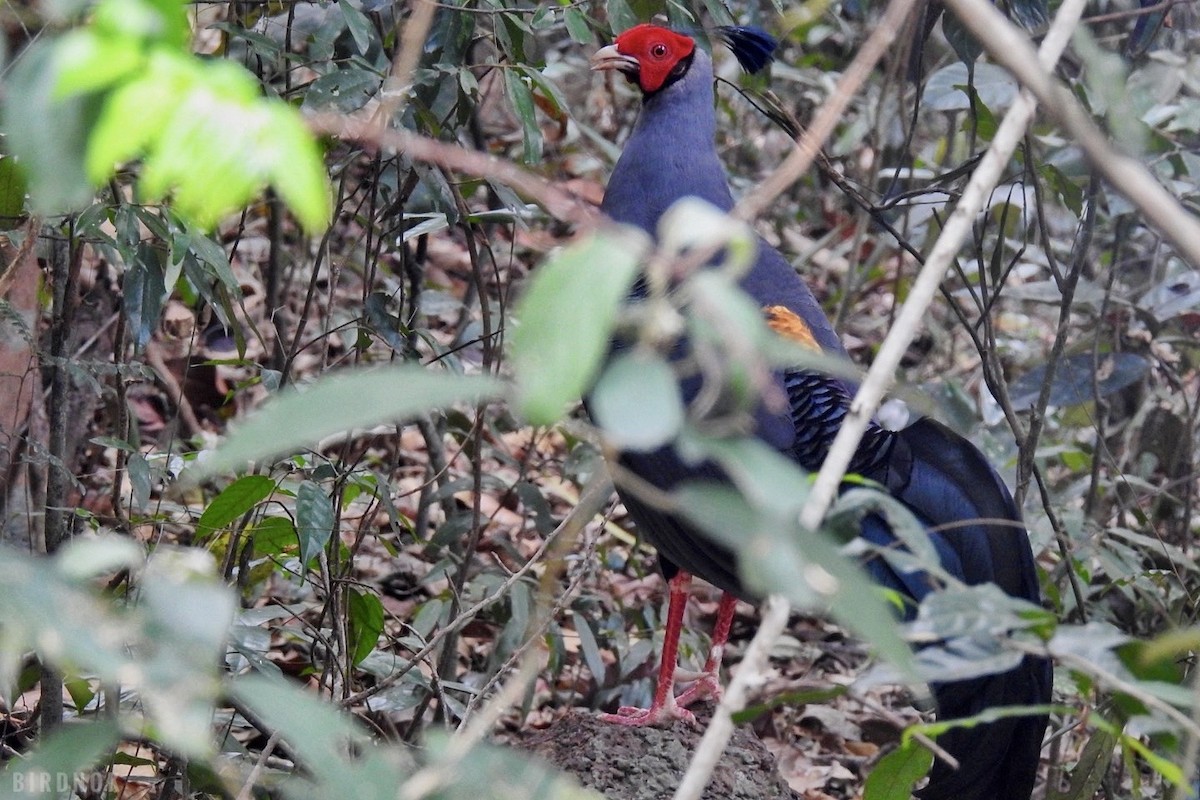Siamese Fireback - ML642104319