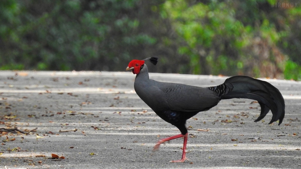 Siamese Fireback - ML642104320