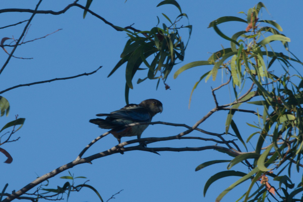 Northern Rosella - ML642104337
