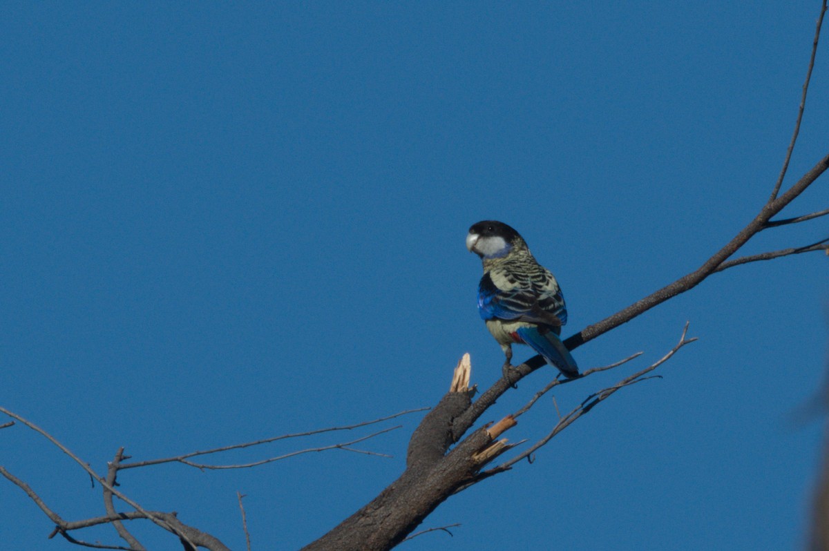 Northern Rosella - ML642104338