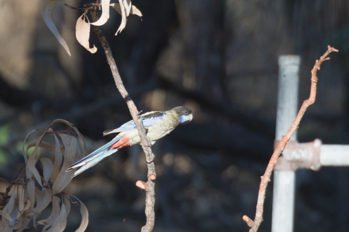 Northern Rosella - ML642104340