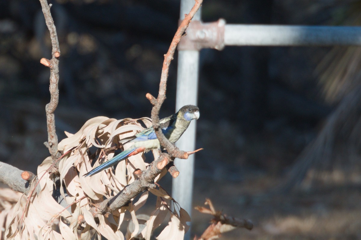 Northern Rosella - ML642104342
