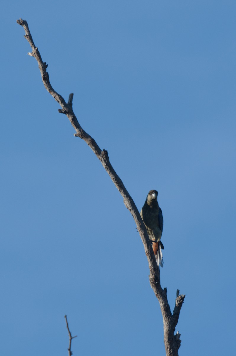 Northern Rosella - ML642104343