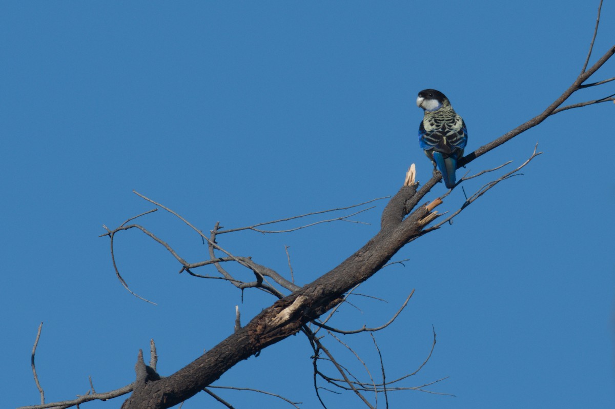 Northern Rosella - ML642104344