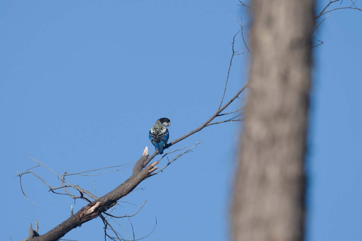 Northern Rosella - ML642104345