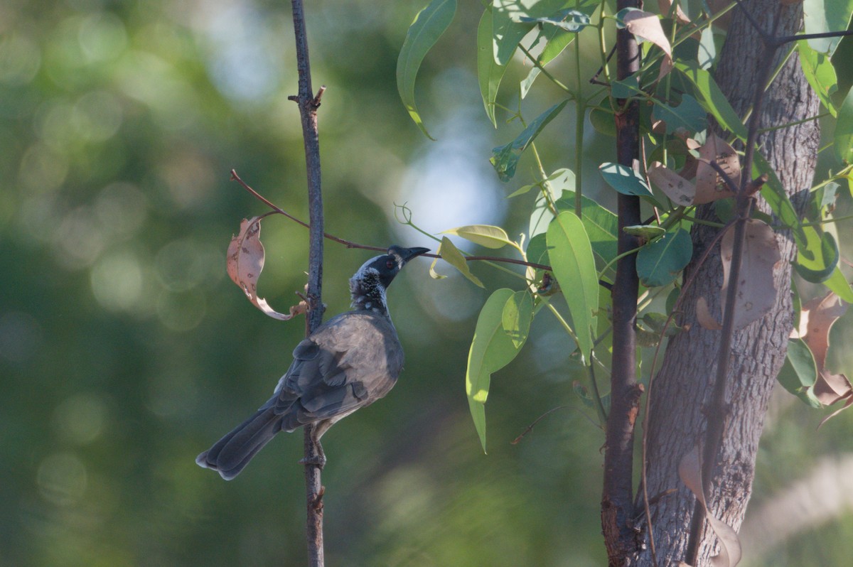 Silver-crowned Friarbird - ML642104377