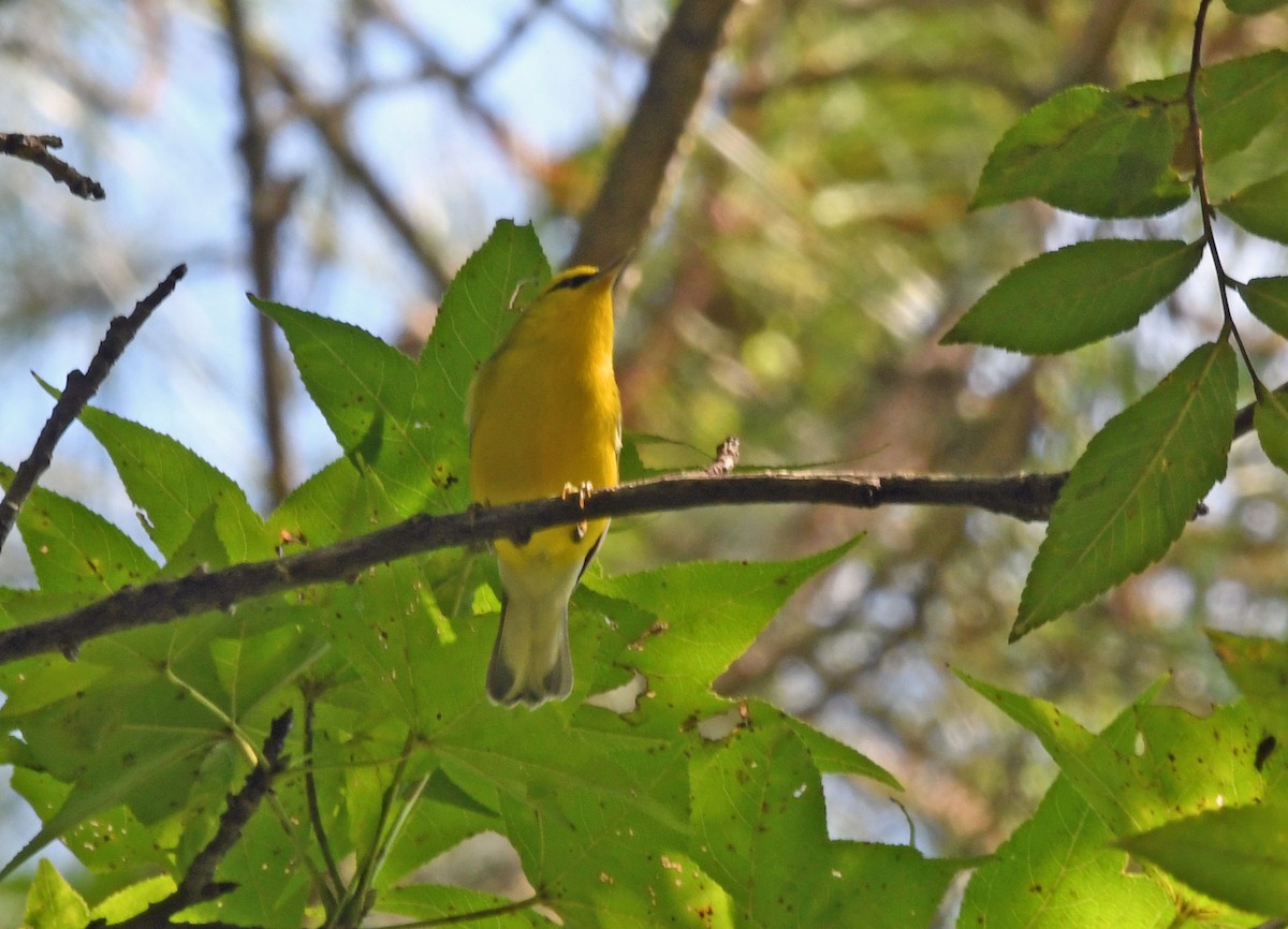 lesňáček modrokřídlý - ML642104382