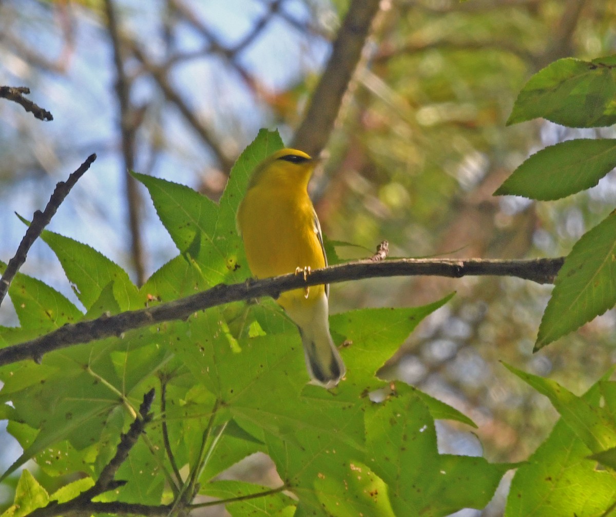 lesňáček modrokřídlý - ML642104384