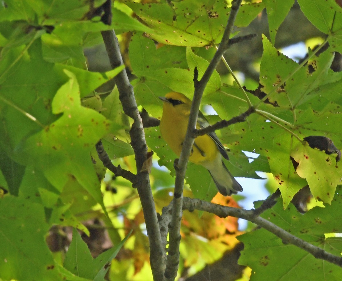 lesňáček modrokřídlý - ML642104385