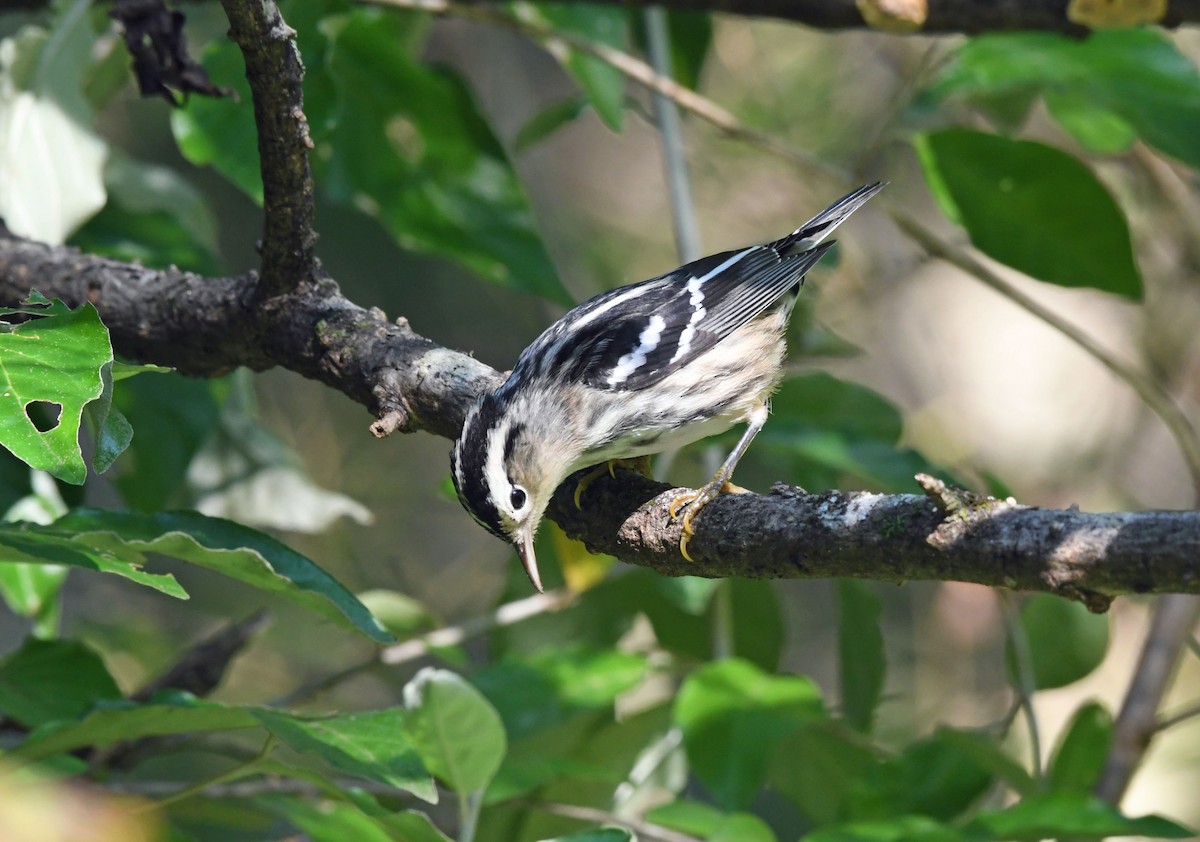 lesňáček černobílý - ML642104393