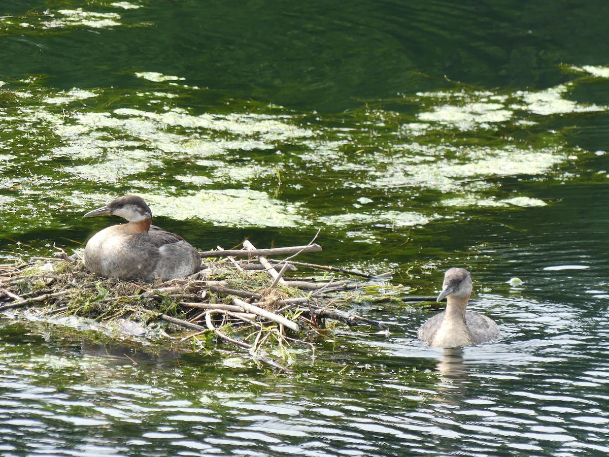 Red-necked Grebe - ML642104415