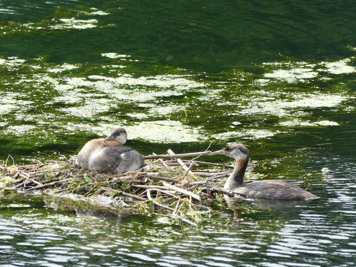 Red-necked Grebe - ML642104419