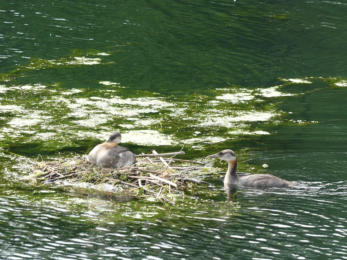 Red-necked Grebe - ML642104422