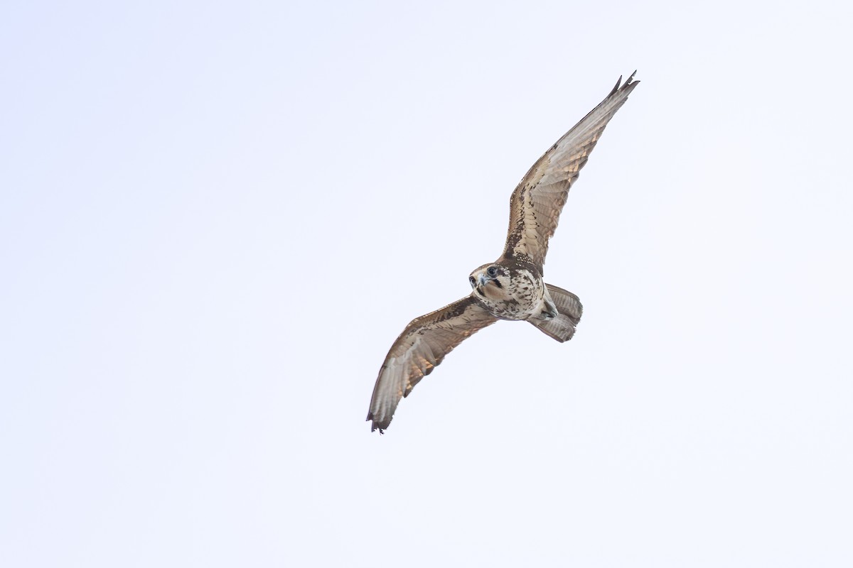 Brown Falcon - ML642104437