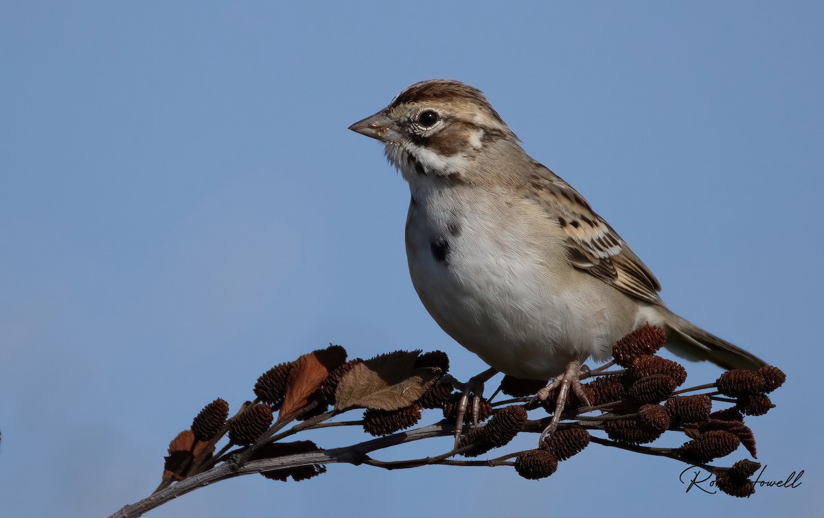 Lark Sparrow - ML642104445