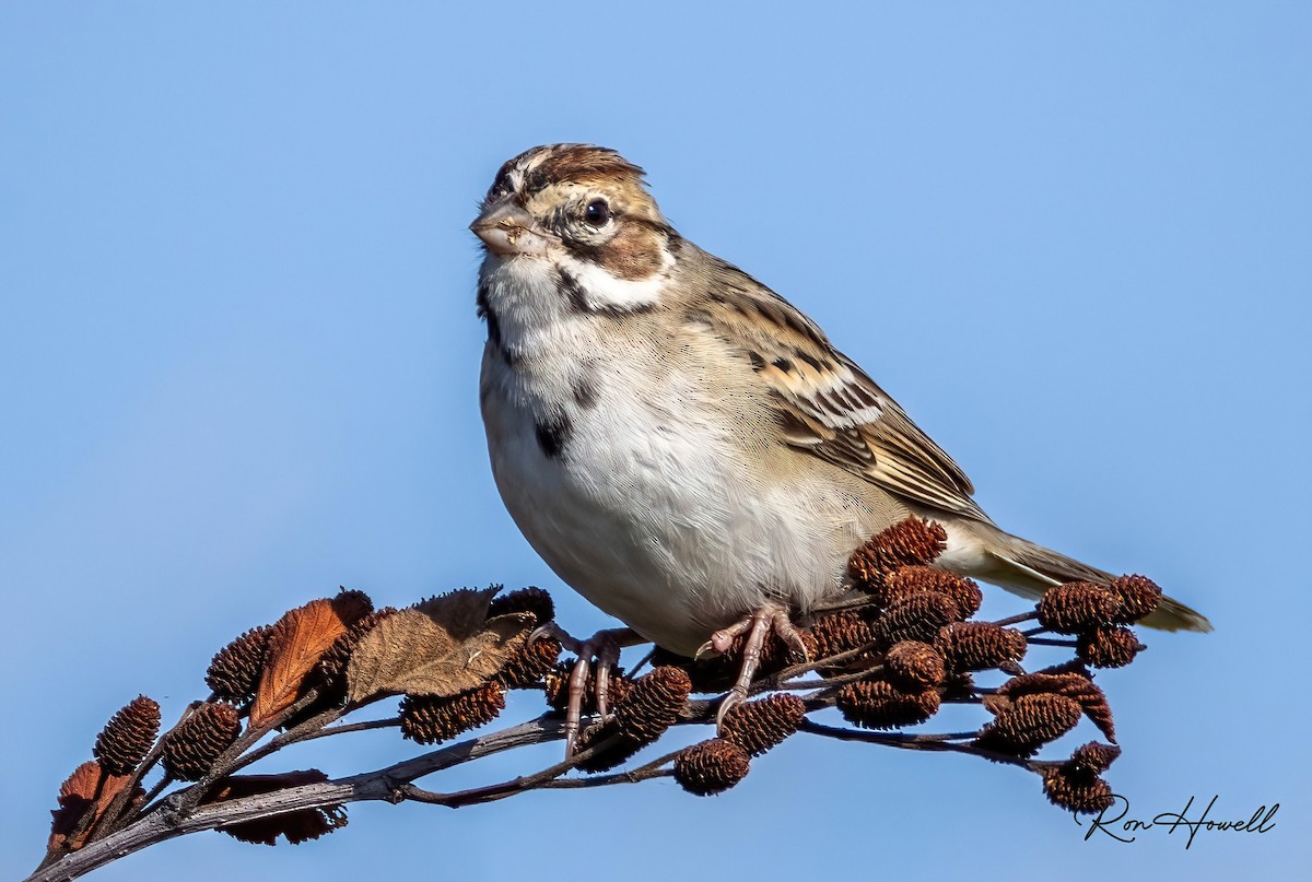 Lark Sparrow - ML642104446