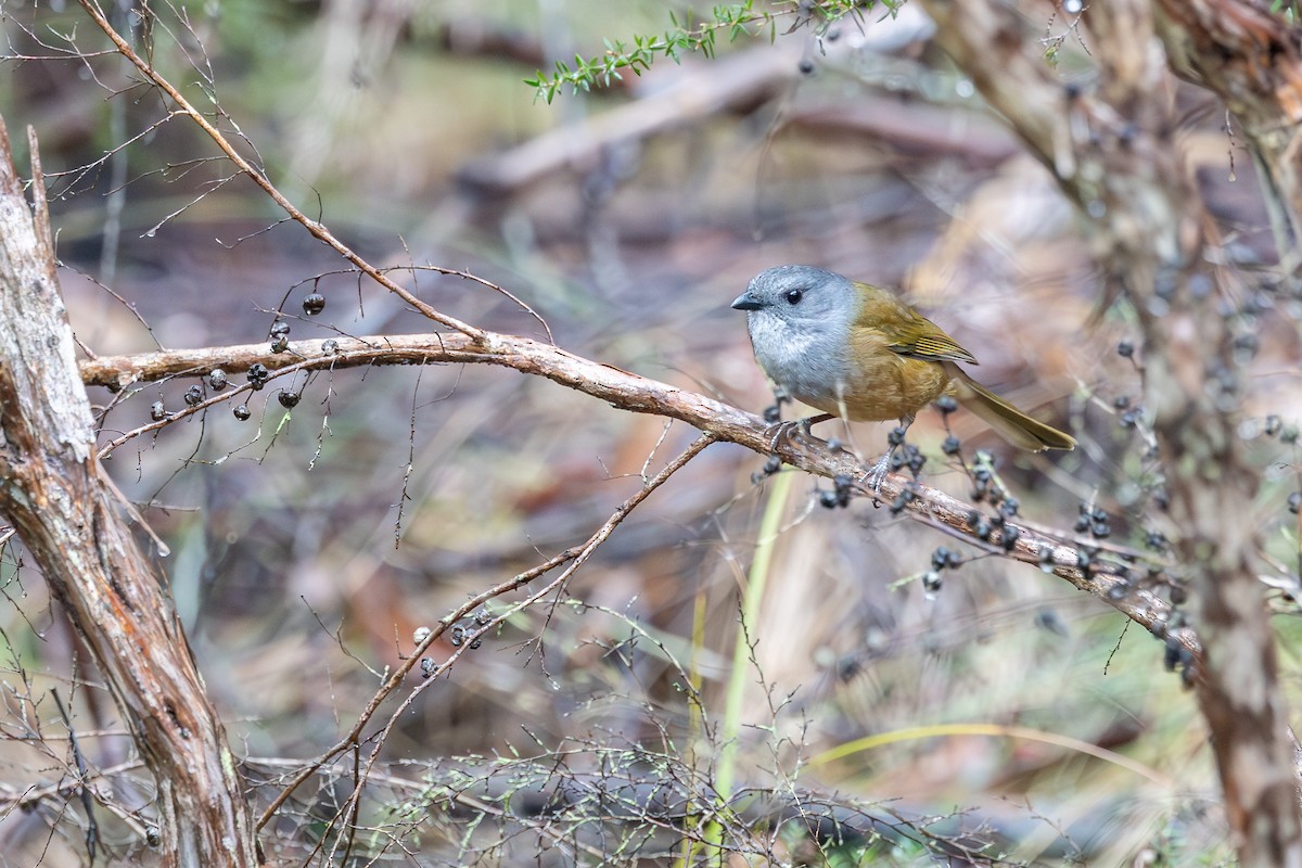 Olive Whistler - ML642104452