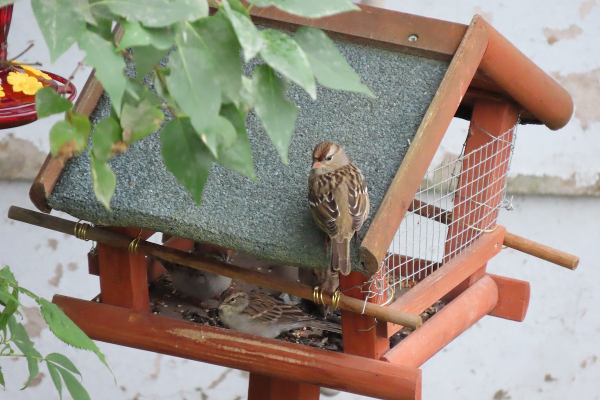 White-crowned Sparrow - ML642104479