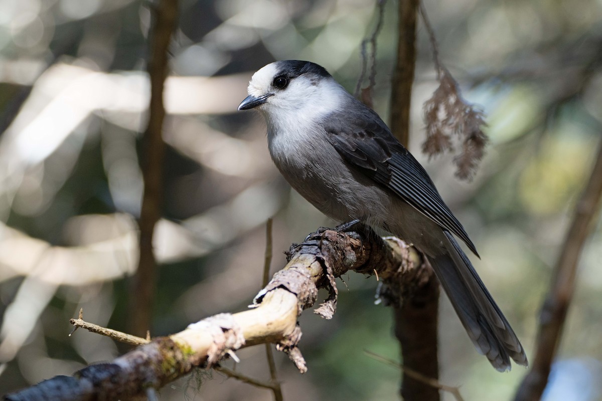 Canada Jay - ML642104491