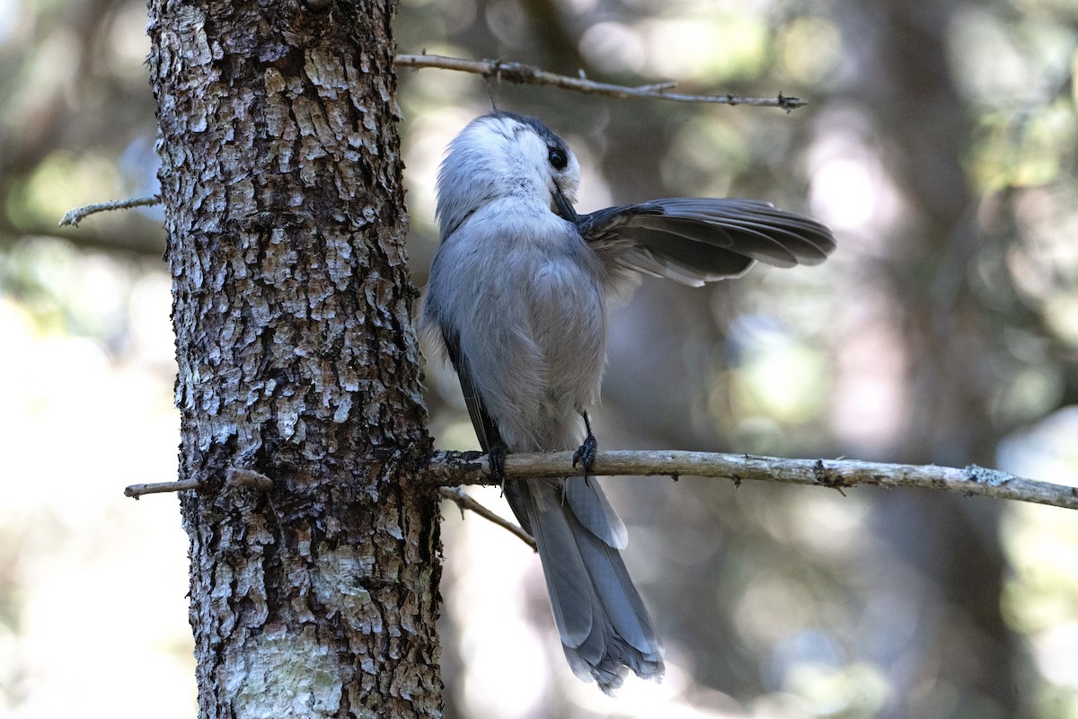 Canada Jay - ML642104492