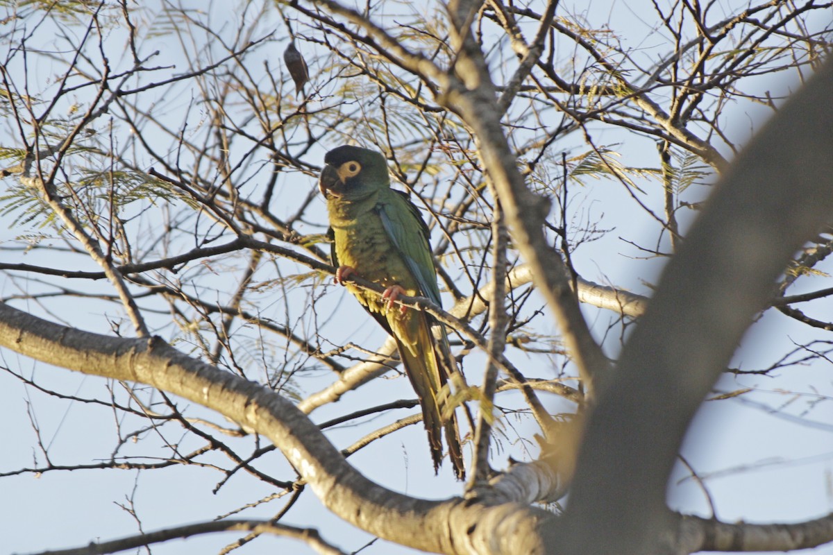Yellow-collared Macaw - ML642104501