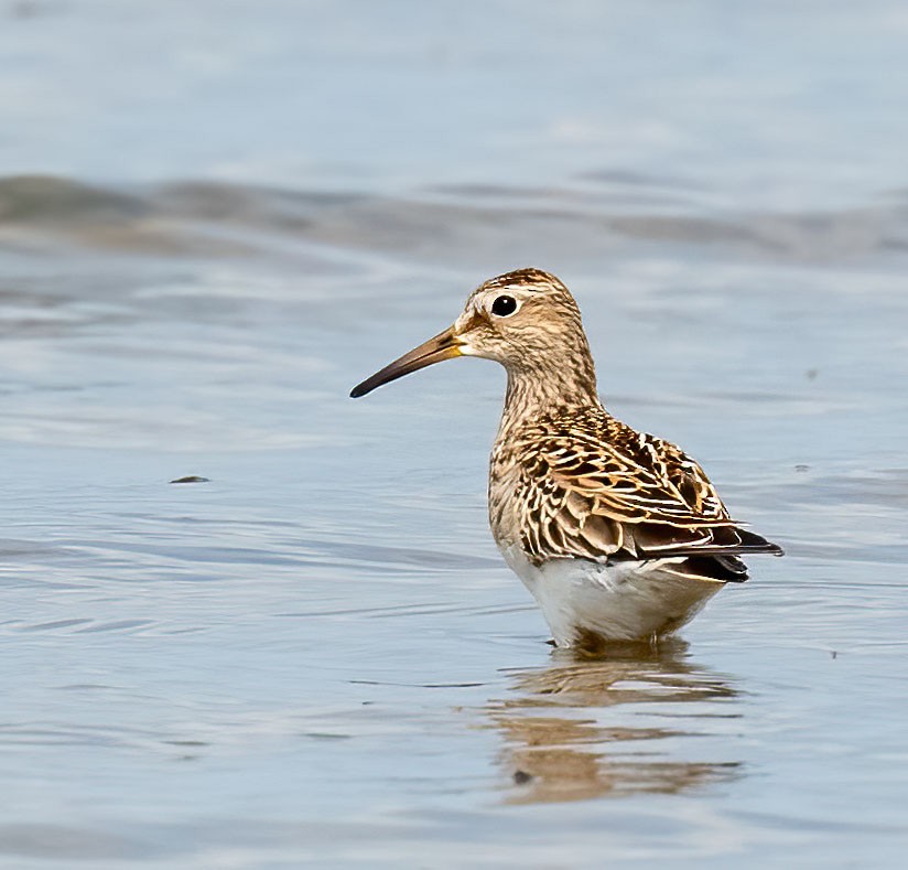 Pectoral Sandpiper - ML642104510