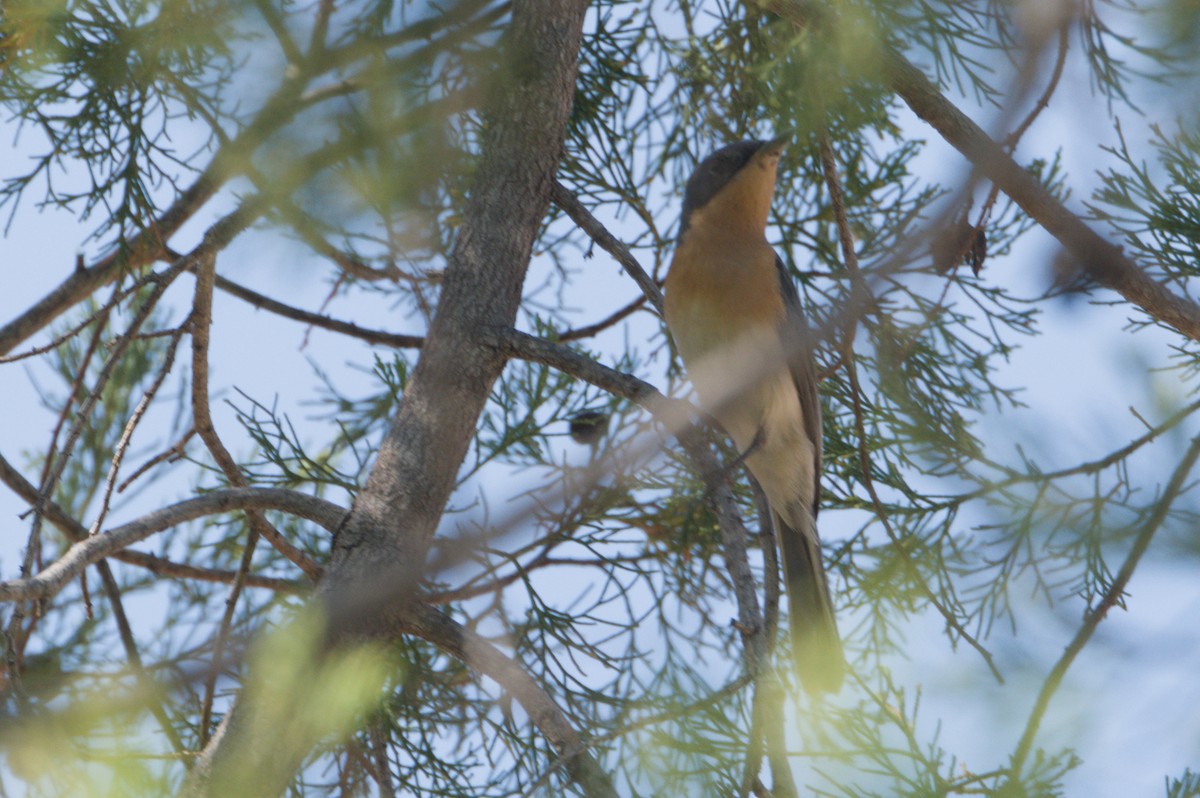 Leaden Flycatcher - ML642104511