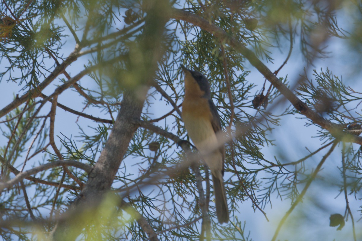 Leaden Flycatcher - ML642104512